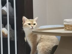 -逗柴咖啡屋·狗咖猫咖宠物桌游
