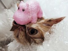 -PETKIT小佩宠物(古北店)