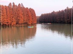 -上海海湾国家森林公园