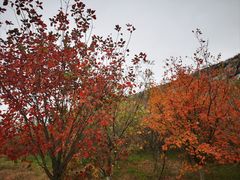 -泰山风景名胜区