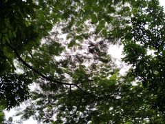 -呀诺达热带雨林