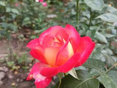 -共青国家森林公园-售票处