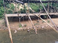 -西双版纳原始森林公园