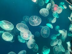 -江和美海洋公园