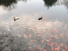 -西湖外事游船(花港观鱼码头)