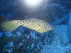 -烟台海昌鲸鲨海洋公园