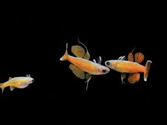 -上海海洋水族馆