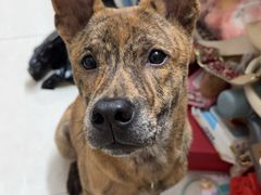 -瑞派动物医院·猫专科·至诚(江南中分院)