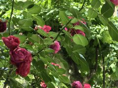 -徐家汇源景区-衡山公园