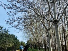 -大望京公园