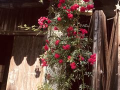 -随柳居·苏式小吃(建新巷店)