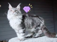 -70cat德文卷毛猫·缅因猫纯种猫舍