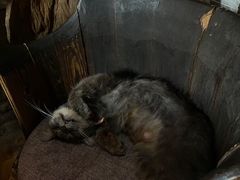 -老屋咖啡