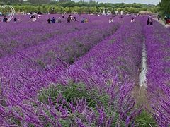 -嘉北郊野公园