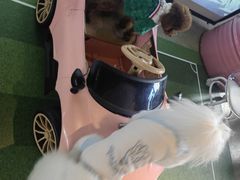 -百好乐宠物友好餐厅(朝外大街店)