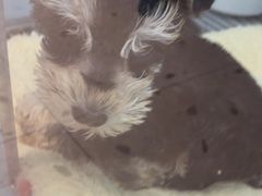 -FAELING PETS美天灵宠物(合生汇店)