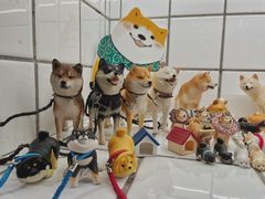 -柴务处·柴犬主题狗咖