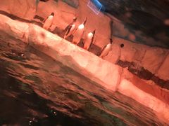 -暹罗海洋世界