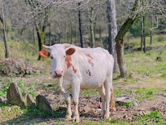 -华蓥山天意谷景区