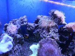 -芜湖新华联大白鲸海洋公园