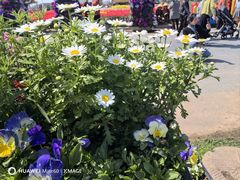 -荷兰花海