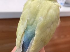 -瑞派·关忠动物医院·异宠专科·犬猫肿瘤·皮肤专科(望京店)