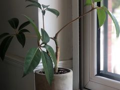靠窗位-Cafe Villa