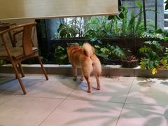 -柴务处·柴犬主题狗咖