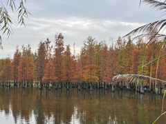 -白鹭湾湿地公园