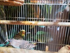 -舌尖上的食缘花园主题餐厅