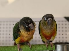 -吉丁鸟咖·异宠·寄养