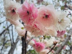 -天适樱花悠乐园