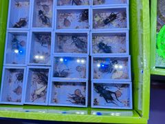 -花鸟鱼虫鲜花绿植市场(玉泉路店)