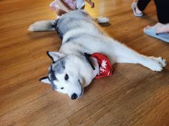 -Husky Go! 哈士奇体验馆·宠物咖啡厅狗咖