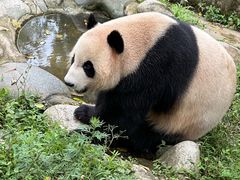 -都江堰中华大熊猫苑