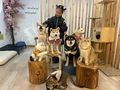 -柴迷FANS CLUB·柴犬狗咖·猫咖