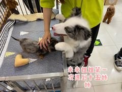 -翊宠yipet猫狗购宠庄园犬舍•猫舍