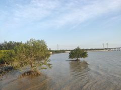 -宝安西湾红树林湿地公园
