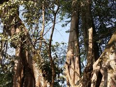 -瑞丽独树成林风景区