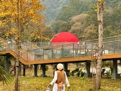 -千年银杏谷文化旅游区