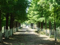 -泗洪洪泽湖湿地景区