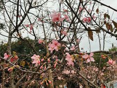 -聚龙山公园