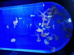 -青岛海底世界-水族馆
