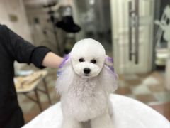 -鑫艺宠物美容培训学校