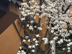 -龙华寺