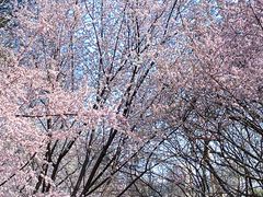 -桃花堤公园