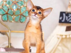-小猫来了·猫舍(红山六九七九店)
