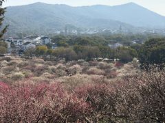 -香雪海