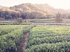 -听风阁农家私房菜茶楼(龙坞店)
