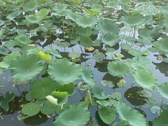 -莲花池公园